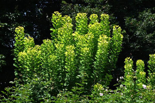 Smoke Tree Cotinus Coggygria Anacardiaceae Decisuous Tree Ornamental Plant Beautiful — Stock Photo, Image