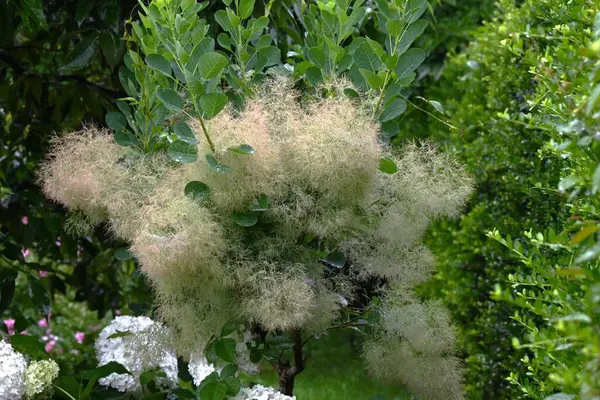 stock image Smoke tree (Cotinus coggygria). Anacardiaceae decisuous tree. An ornamental plant with beautiful purple foliage.