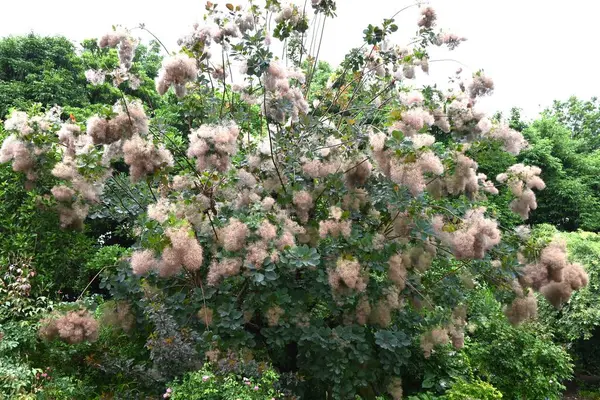 stock image Smoke tree (Cotinus coggygria). Anacardiaceae decisuous tree. An ornamental plant with beautiful purple foliage.