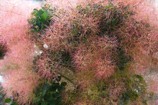 Дым (Cotinus coggygria). Анакардиевые решительные деревья. Украшенное растение с красивой фиолетовой листвой.