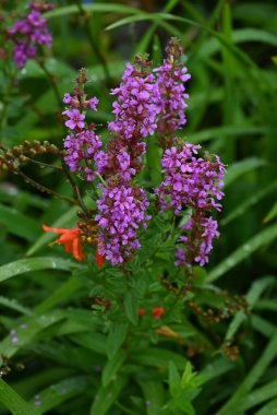  Lythrum ataları çiçek verir. Lythraceae bitkileri. Sulak alanlarda yetişir ve yazın altı taç yaprağı ile sayısız küçük kırmızı çiçek üretirler..