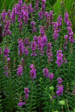  Lythrum ataları çiçek verir. Lythraceae bitkileri. Sulak alanlarda yetişir ve yazın altı taç yaprağı ile sayısız küçük kırmızı çiçek üretirler..