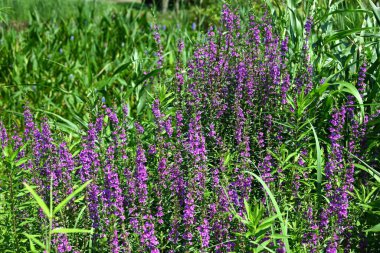  Lythrum ataları çiçek verir. Lythraceae bitkileri. Sulak alanlarda yetişir ve yazın altı taç yaprağı ile sayısız küçük kırmızı çiçek üretirler..