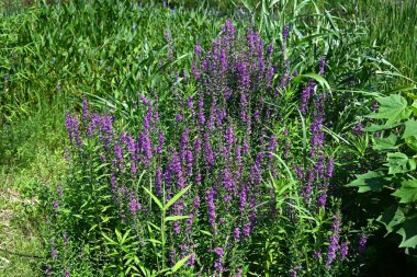 Lythrum ataları çiçek verir. Lythraceae bitkileri. Sulak alanlarda yetişir ve yazın altı taç yaprağı ile sayısız küçük kırmızı çiçek üretirler..