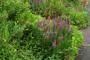  Lythrum ataları çiçek verir. Lythraceae bitkileri. Sulak alanlarda yetişir ve yazın altı taç yaprağı ile sayısız küçük kırmızı çiçek üretirler..