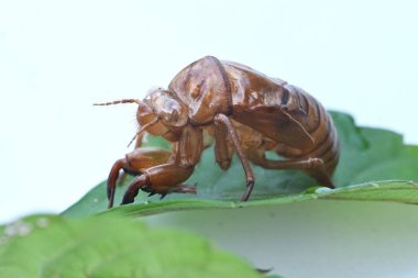 A summer tradition 'Cicada shells'. Cicadas grow by repeatedly molting, and finally emerge from their cocoons, leaving behind their empty shells on trees or other surfaces. clipart