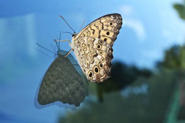  A Goschkevitschi's Labyrinth (Neope goschkevitschii). A butterfly endemic to Japan, its wings are brown with yellow circular patterns. clipart