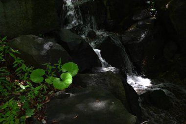  Doğal bir parkın su yolundaki su akışı. Su hareketinin arka plan materyali.
