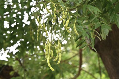  Japon pagoda ağacı. Fabaceae yapraklı ağaç. Yazın kelebek şeklinde çiçek açar ve sonbaharda çiçek açar..