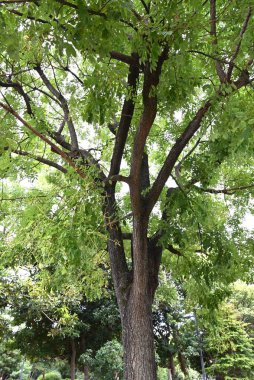  Japon pagoda ağacı. Fabaceae yapraklı ağaç. Yazın kelebek şeklinde çiçek açar ve sonbaharda çiçek açar..