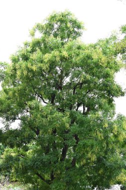  Japon pagoda ağacı. Fabaceae yapraklı ağaç. Yazın kelebek şeklinde çiçek açar ve sonbaharda çiçek açar..