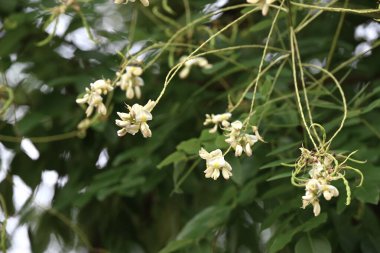  Japon pagoda ağacı. Fabaceae yapraklı ağaç. Yazın kelebek şeklinde çiçek açar ve sonbaharda çiçek açar..