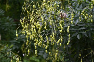  Japon pagoda ağacı. Fabaceae yapraklı ağaç. Yazın kelebek şeklinde çiçek açar ve sonbaharda çiçek açar..