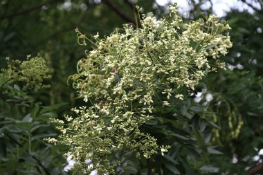  Japon pagoda ağacı. Fabaceae yapraklı ağaç. Yazın kelebek şeklinde çiçek açar ve sonbaharda çiçek açar..