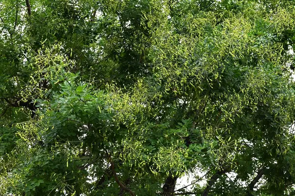 stock image  Japanese pagoda tree. Fabaceae deciduous tree. It blooms butterfly-shaped flowers in summer and bears legumes in autumn.