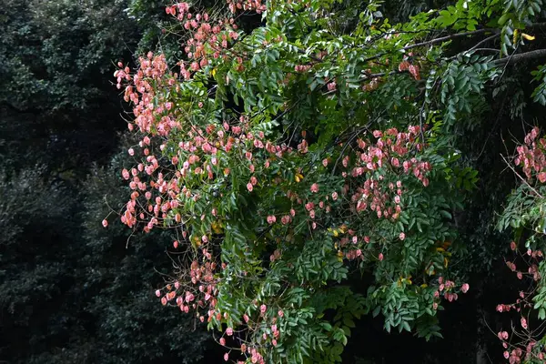 Çin altın yağmuru ağacı meyveleri. Spindaceae yaprak döken ağacı. Kelebek şeklinde sarı çiçekler yazın açar ve sonbaharda folikül üretir..