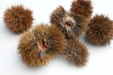  Japon kestane ağacı. Fagaceae yapraklı ağacı. Beyaz böcek tozlu çiçekler yazın başlarında açar ve meyveler sonbaharda kahverengiye döner..