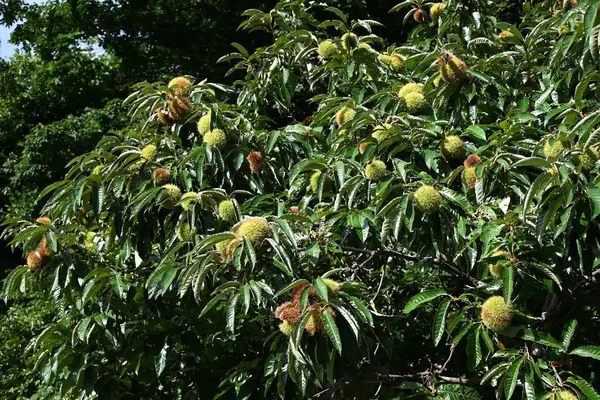 stock image  Japanese chestnut tree. Fagaceae deciduous tree. White insect-pollinated flowers bloom in early summer and the fruit ripens to brown in autumn.