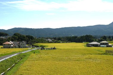  Pirinç yetiştirme ve yetiştirme. Pirincin temel besin kaynağı olduğu Japonya 'da, son yıllarda anormal hava koşulları nedeniyle pirinç kıtlığı yaşandı..