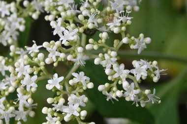  White patrinia (Patrinia villosa) flowers. Valerianaceae perennial Medicinal plant. Small white flowers with five petals bloom from summer to autumn. clipart