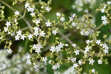  White patrinia (Patrinia villosa) flowers. Valerianaceae perennial Medicinal plant. Small white flowers with five petals bloom from summer to autumn. clipart