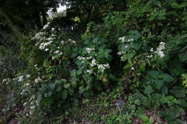  White patrinia (Patrinia villosa) flowers. Valerianaceae perennial Medicinal plant. Small white flowers with five petals bloom from summer to autumn. clipart