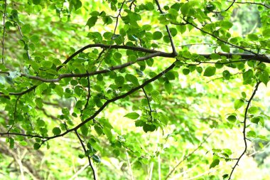 Callery armut ağacı. Rosaceae yaprak döken ağacı. İlkbaharda beyaz çiçekler açar ve yazın yaklaşık 1 cm büyüklüğünde meyve verir. Nesli tükenmekte olan bir tür olarak tanımlanmıştır..