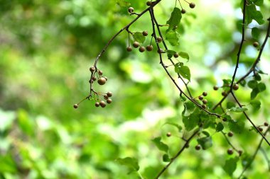 Callery armut ağacı. Rosaceae yaprak döken ağacı. İlkbaharda beyaz çiçekler açar ve yazın yaklaşık 1 cm büyüklüğünde meyve verir. Nesli tükenmekte olan bir tür olarak tanımlanmıştır..