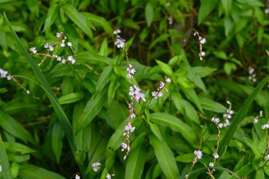  Persikaria kokulu çiçekler. Polygonaceae daimi bitkileri. Su kenarında ya da sulak alanlarda yetişir, soluk pembe çiçekler ağustostan ekime kadar açar..