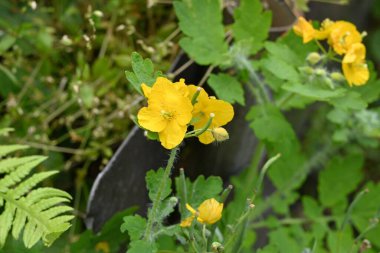 Celandine (Chelidonium majus) çiçekleri. Papaveraceae bienal zehirli bitkiler. Sarı çiçekler mayıs ayı civarında açar. Cilt hastalıklarına karşı etkili bir şifalı bitki..