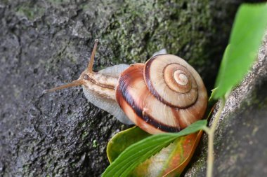 Salyangoz hareketi. Yumuşakça arkaplan malzemesi.