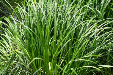 Wetland Park 'ta Carex disalata. Cyperaceae daimi su bitkisi. Japonya 'da sazdan şapka yapımında kullanılırdı..