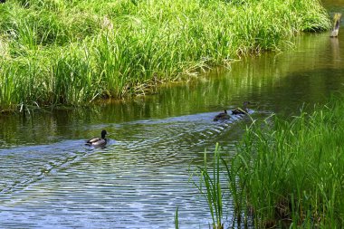 Wetland Park 'ta Carex disalata. Cyperaceae daimi su bitkisi. Japonya 'da sazdan şapka yapımında kullanılırdı..