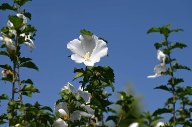 Sharon gülü (Hibiscus syriacus) çiçekleri. Malvaceae yaprak döken çalı. Beyaz ya da pembe beş yapraklı çiçekler yazdan sonbahara kadar açar..