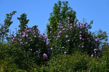 Sharon gülü (Hibiscus syriacus) çiçekleri. Malvaceae yaprak döken çalı. Beyaz ya da pembe beş yapraklı çiçekler yazdan sonbahara kadar açar..