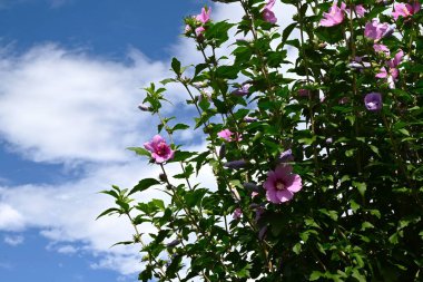 Sharon gülü (Hibiscus syriacus) çiçekleri. Malvaceae yaprak döken çalı. Beyaz ya da pembe beş yapraklı çiçekler yazdan sonbahara kadar açar..