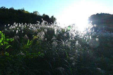 The Japanese pampas grass shines beautifully in the backlight. Seasonal landscape background material. clipart