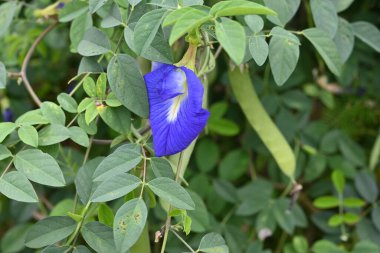 Kelebek bezelye çiçeği. Fabaceae daimi asması. Genç meyveler yenilebilir ve mavi çiçekler tatlı ve bitkisel çaylarda boya olarak kullanılır..