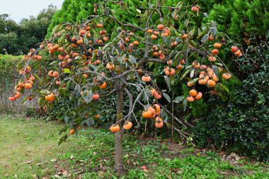 Japon hurması (Kaki meyvesi) meyve ve yaprakları. Ebenaceae yapraklı meyve ağacı. Sonbaharda meyveler turuncuya dönüşür ve yapraklar güzel renklere bürünür..