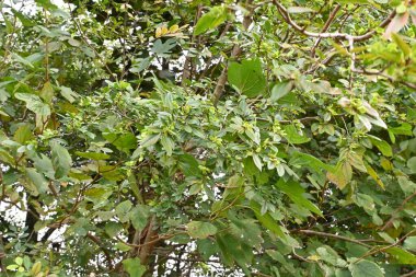 Lacebark karaağacı (Ulmus parvifolia) Genç meyve (samara). Ulmaceae yapraklı ağaç. Sonbaharın sonlarında olgunlaşır ve rüzgârla dağılır..