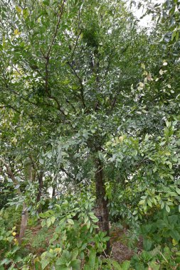 Lacebark karaağacı (Ulmus parvifolia) Genç meyve (samara). Ulmaceae yapraklı ağaç. Sonbaharın sonlarında olgunlaşır ve rüzgârla dağılır..