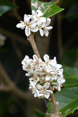 Talih çiçekleri (Osmanthus Fortunei). Oleaceae her zaman yeşildir. Diyonatif, kokulu beyaz çiçekler ekim ayında açar..