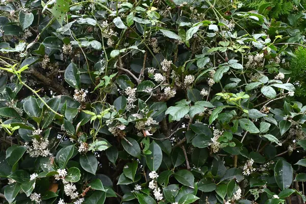 Talih çiçekleri (Osmanthus Fortunei). Oleaceae her zaman yeşildir. Diyonatif, kokulu beyaz çiçekler ekim ayında açar..