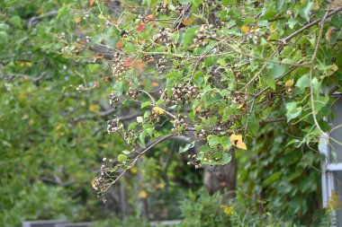 Çin tallow ağacı (Triadica sebifera) meyveleri. Euphorbiaceae yapraklı ağacı. Kapsüller sonbaharda olgunlaşır ve üç tohum bırakmak için ikiye ayrılır..