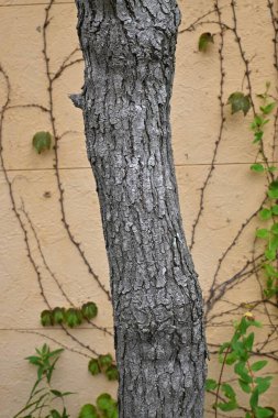 Çin tallow ağacı (Triadica sebifera) meyveleri. Euphorbiaceae yapraklı ağacı. Kapsüller sonbaharda olgunlaşır ve üç tohum bırakmak için ikiye ayrılır..