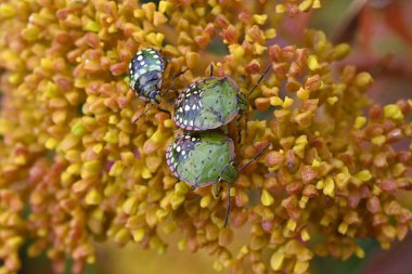 Güney yeşil kokulu böcekler (Nezara viridula) altın dantel çiçeğin etrafında toplanırlar. Pirinç ve diğer bitkilerle beslenen böceklerdir..