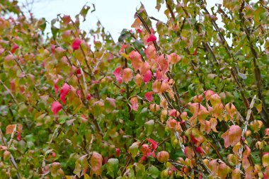 Kanatlı sonbahar yaprakları. Mantar gibi kanatları vardır ve sonbaharda güzel kırmızıya döner ve dünyanın en güzel üç sonbahar yapraklarından biri olduğu söylenir..