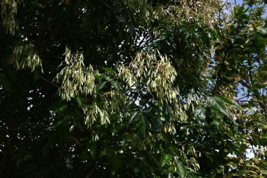  Griffith 'in külleri (Fraxinus Griffithii) meyve / Samara. Oleaceae her zaman yeşildir. Spatula şeklindeki samara meyveleri sonbaharda üretilir.