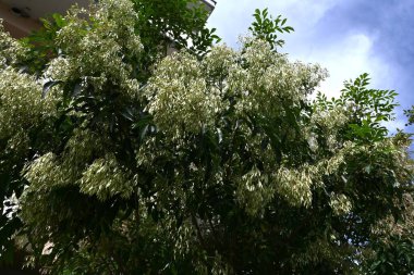  Griffith 'in külleri (Fraxinus Griffithii) meyve / Samara. Oleaceae her zaman yeşildir. Spatula şeklindeki samara meyveleri sonbaharda üretilir.