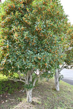  Portakal kokulu zeytin (Osmanthus kokuları) çiçekleri. Oleaceae Dioecious her zaman yeşil ağaç. Japonya 'daki üç büyük kokulu ağaçtan biri, sonbaharda turuncu renkte çiçek açar..